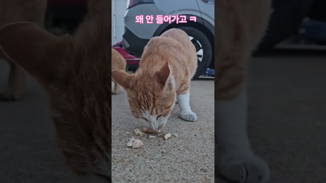 덕순이네 가족 #덕순 #까불이 #삼형제집사 #퇴근 #부산강서구