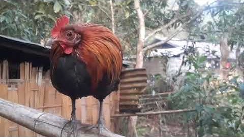 Me nyuam qaib dib noob qaib qus (ไก่ต่อเชื้อสายไก่ป่า)  Ep01