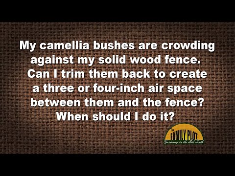 Q&A – Can I trim back camellias growing against a wood fence? I don’t want them to touch the fence.