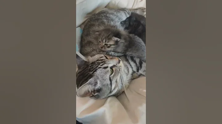 Video 11380801: cat kitten cutecat funny, cat little kitten funny, cats cute little kitten