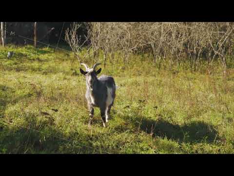 Goat Meadow Weather