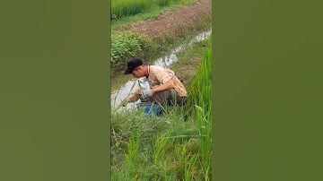 Lại gặp anh chàng bắt ốc bưu vàng #Shorts