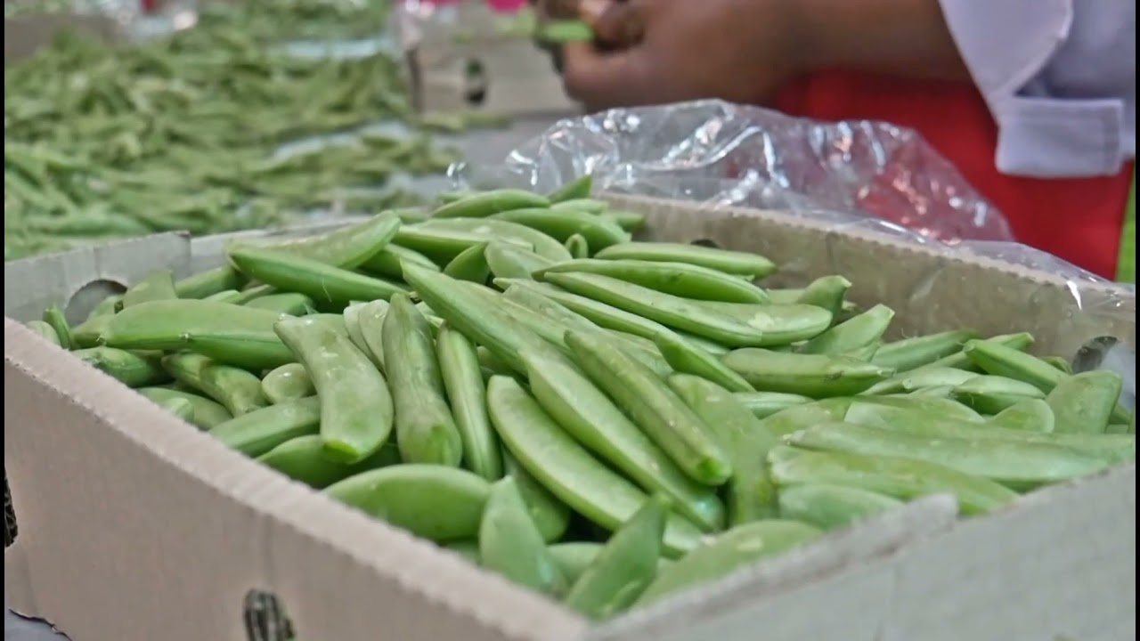 JINSI YA KUSAFIRISHA NA KUUZA MATUNDA NA MBOGAMBOGA NJE YA NCHI