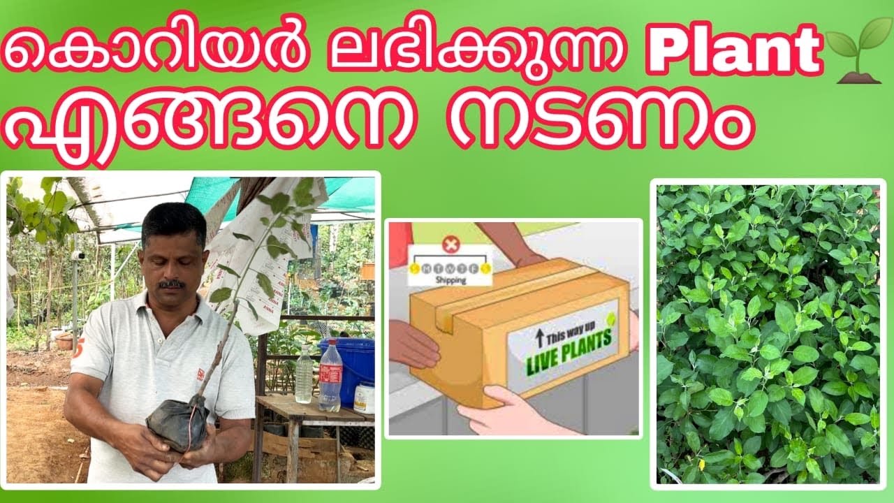 കൊറിയർ ലഭിക്കുന്ന Plant🌱എങ്ങനെ നടണം MOB: 9048505848 /MIRACLE FARM HOUSE