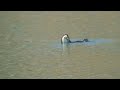 Cormorano (Phalacrocorax carbo) & Anguilla -parte 2°-