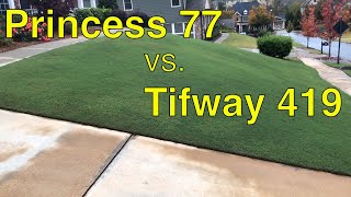 Lawn Care Update [PRINCESS 77 Bermuda Grass  vs TIFWAY 419]