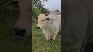 PREÇO DO BOI GORDO CHEGA 380,00 #gado #fazenda #agro #nelore #preçodoboi