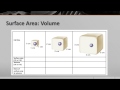 Understanding the Cell Cycle