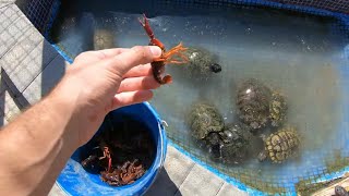 I go out in search of food for the turtles and I find all these crabs🐢🦞 