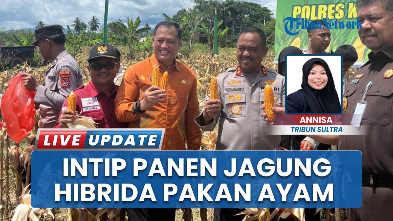 Konawe Sultra Panen Jagung Hibrida 7 Hektare, Hasilnya dapat Pasok Pakan Ayam Hingga 5 Ton
