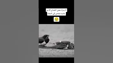 لا يدرك معنى الفقدان إلا من غادره شخص إلى السماء اكسبلور القزابري Cat Shorts القرآن الكريم 