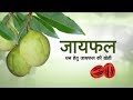 Nutmeg for Minting Money - Hindi