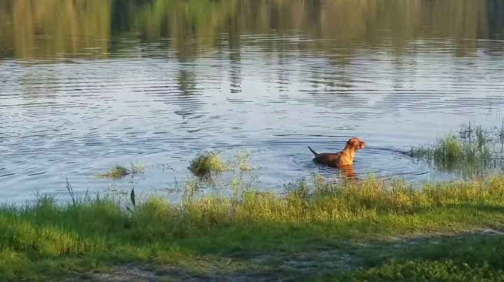My dogs fishing at treetops