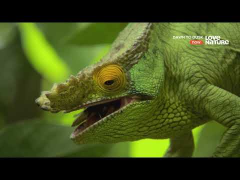 Видео: Мадагаскар - ящерицы и лемуры