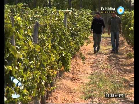 Video: ¿En las plantas de cultivo se utiliza la selección clonal?