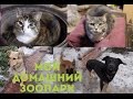 Мой домашний зоопарк🐶🐹🐱🐣