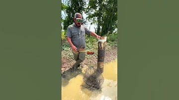 CRAWFISH FARM HACK #crawfish #louisiana #cajun