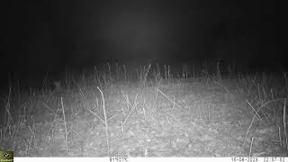 Fototrampeo &quot;trailcam&quot; de linces ibéricos &quot;iberian lynx&quot; (Lynx Pardinus) en algún lugar de Andalucía