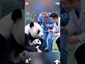 A panda mother wouldn’t let the keeper give her cub an injection #panda #trending #cute #cutepanda