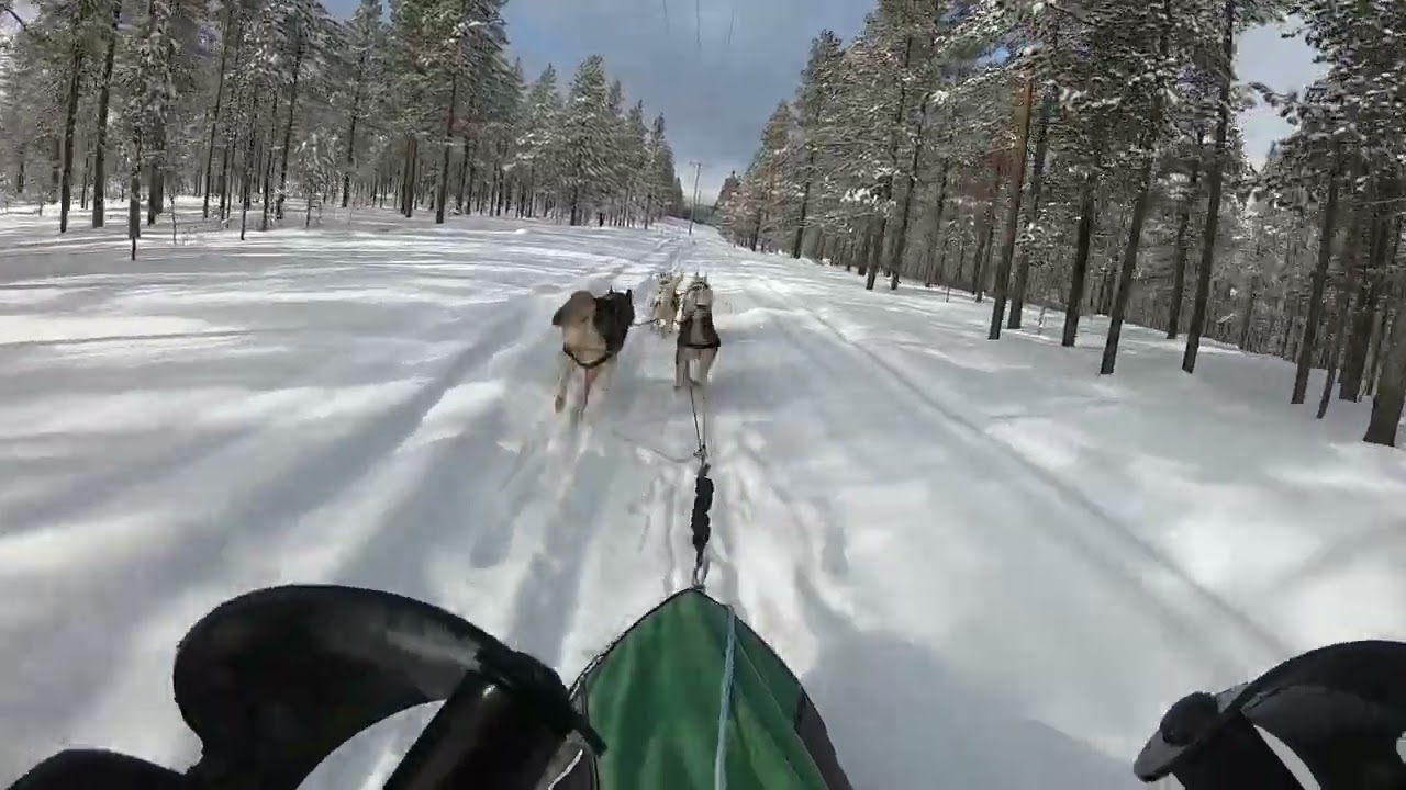 2. Hundeschlittenfahrt in Lillhärdal, Jämtland, Schweden