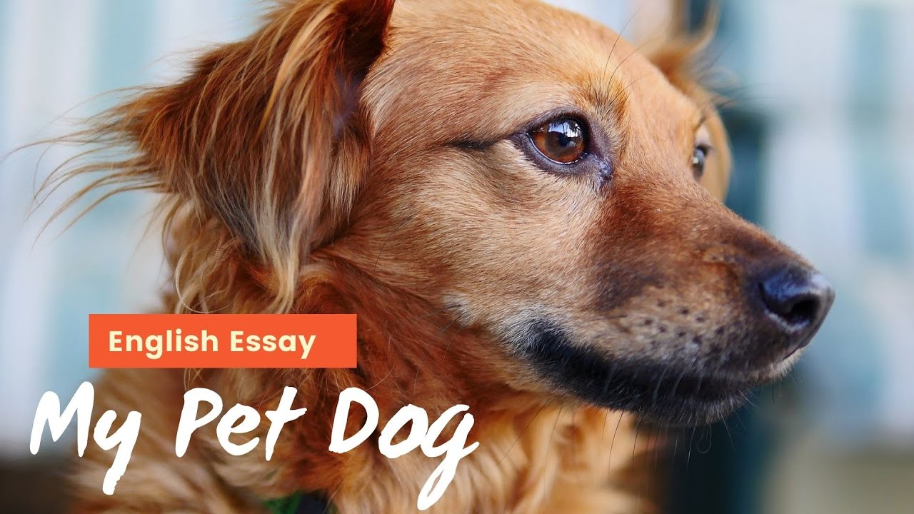 my pet dog essay on youtube