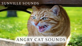 Angry Cat Sound - Scary | Animal Sounds with Peter Baeten