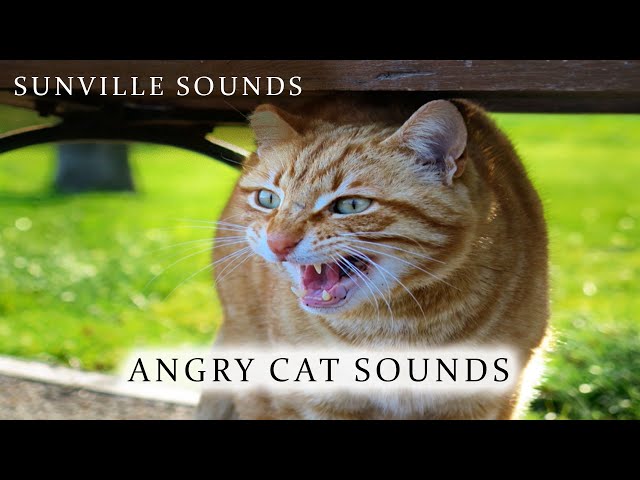 My Angry Cat Sound Book