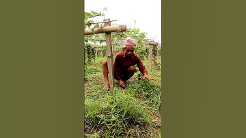 Manual Weeding in Pointed Gourd Field #shorts