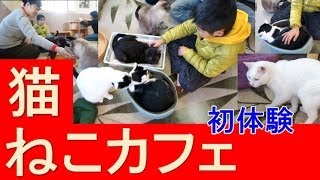 猫カフェに行った★猫大好き★ねこcafe' にゃんこっこ　cat cafe'