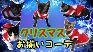 ベトナム猫たちのお揃いお洋服！【クリスマスVer.】Matching clothes at Christmas of cats.