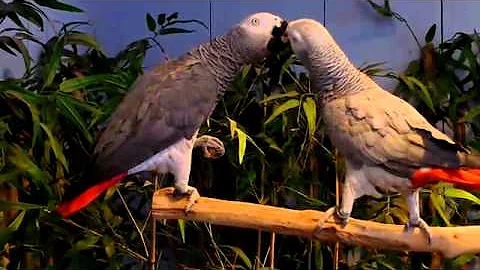 Annette Randall Rehome African grey parrot 2014