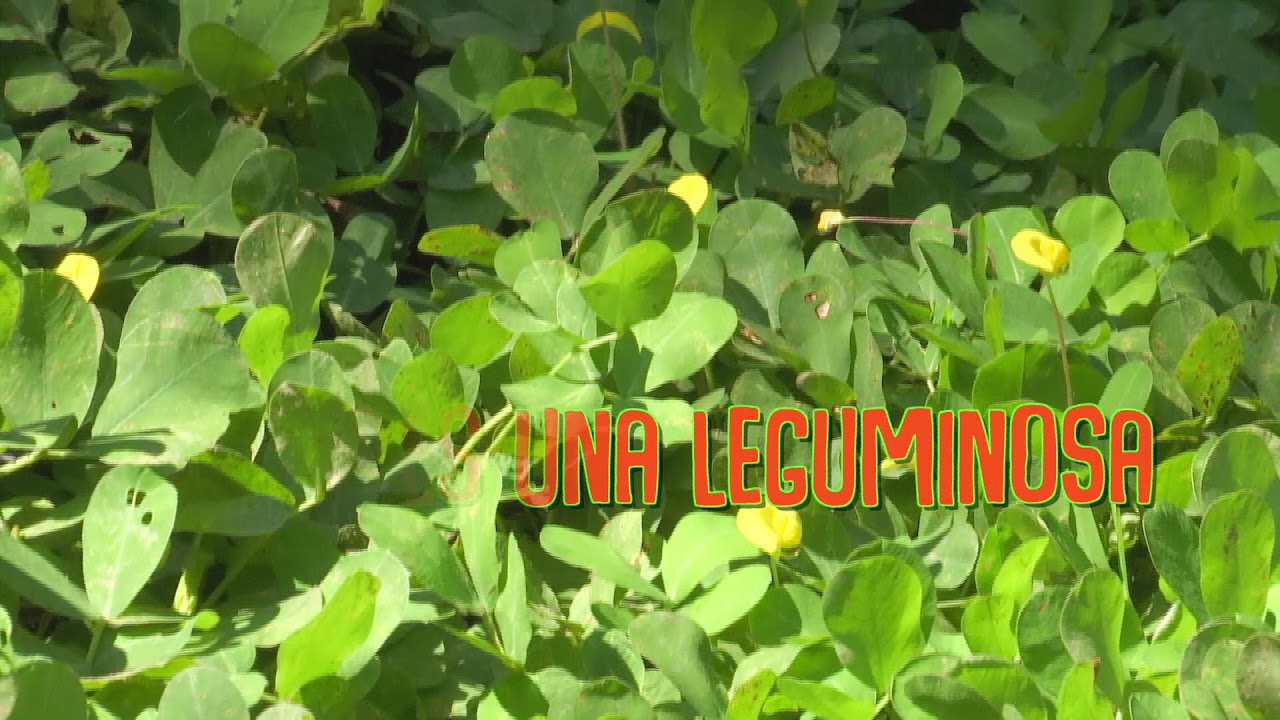 Veracruz Agropecuario - Leguminosa Forrajera Arachis Pintoi - YouTube