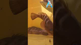 Fishes Underwater #fishing #netfishing #fishingboat #fishcatching #youtubeshorts @KadalTv