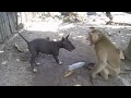 Monkey vs Dog ( When they&#39;re friends )