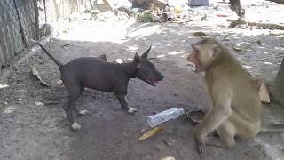 Monkey vs Dog ( When they&#39;re friends )