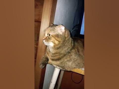 а морда довольная - YouTube