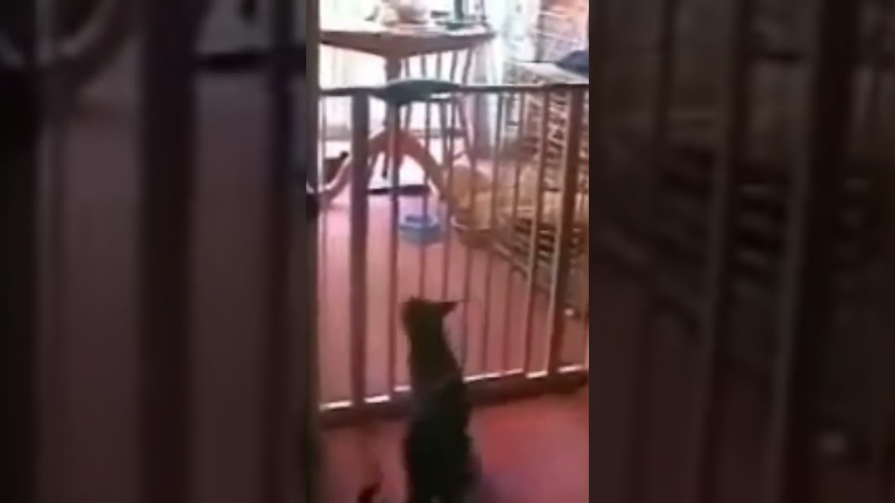 Mira cat jumping over baby gate😂 #lol #memes #shorts #fyp en YouTube Mira cat jumping over baby gate😂 #lol #memes #shorts #fyp en YouTube