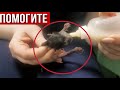 2-х дневный котёночек ищет маму‼️ Кормящую. СРОЧНО🥺