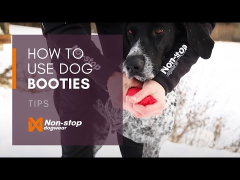Video: Povolit pro psy