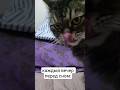 #кот #котик #котики #мем #прикол #ржака #смех #красота #красиваякошка #кошка #cat #funny #nice #мяу