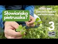 Bluszczyk kurdybanek czyli "słowiańska pietruszka" poznaj jego dobre strony