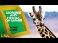 Animal Behavior and Ecosystem Roles