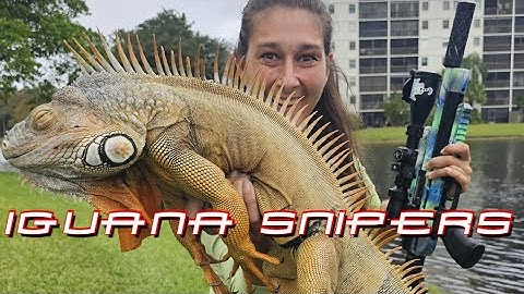 Taking the next 27 of our 100 iguana contract using airguns: Iguana Snipers