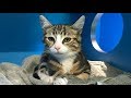 Funny Cats 10