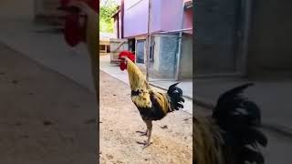Rooster Challenge