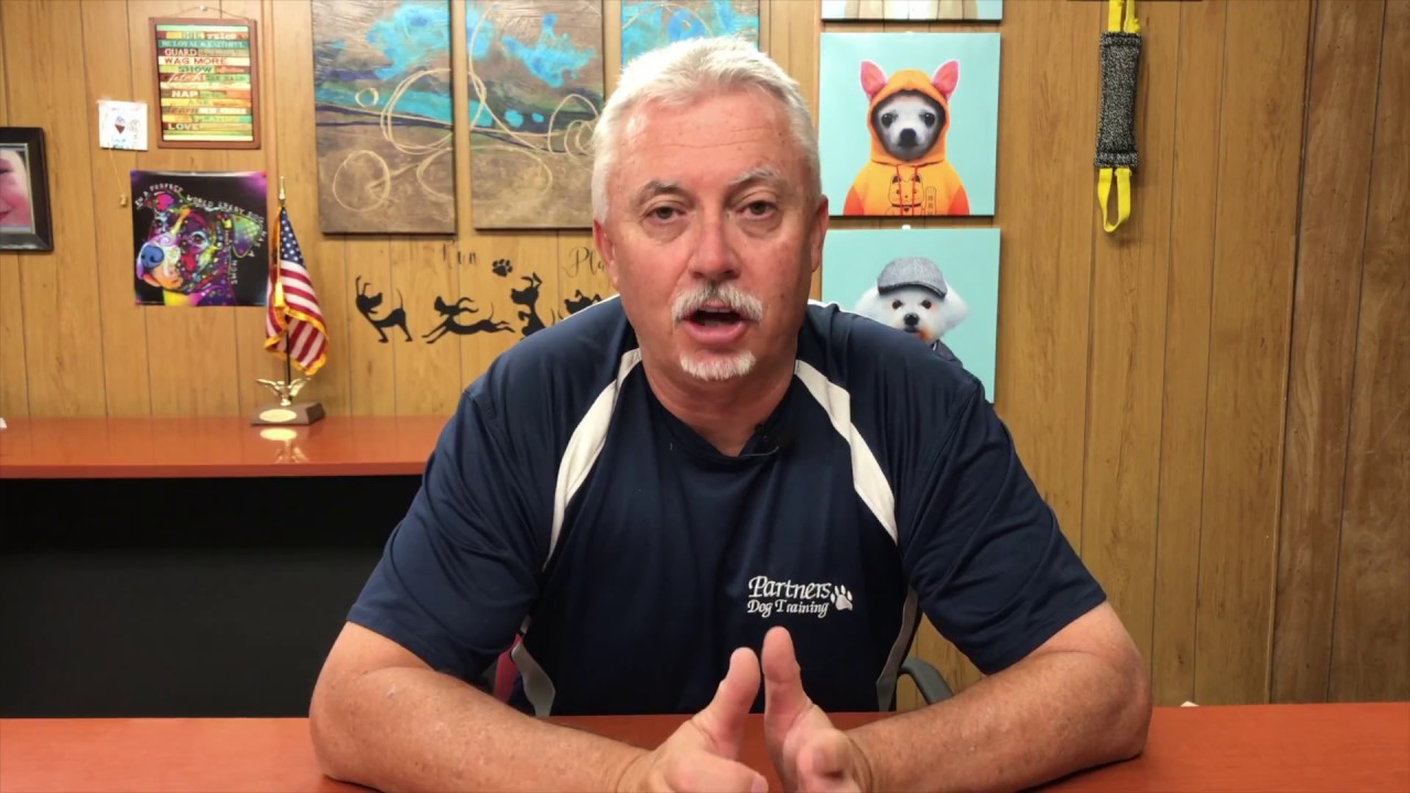 How To Succeed With Your Dog in Behavior Camp YouTube