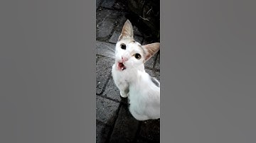 Cantik sekali kucingnya #shorts #kucing #kucinglucu #suarakucing