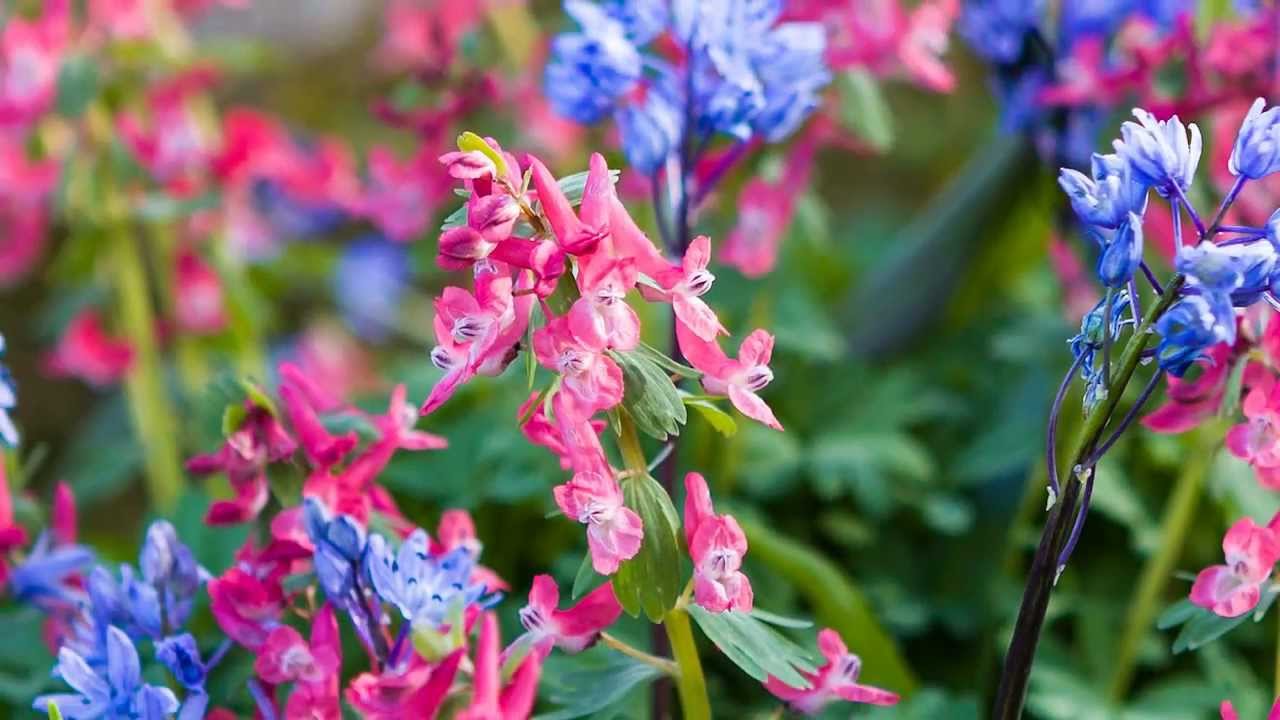 Garden Visits - RHS Wisley, Surrey - April