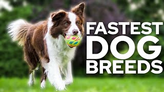 Top 10 Fastest Dog Breeds by TOP10 175 views 7 months ago 3 minutes, 58 seconds