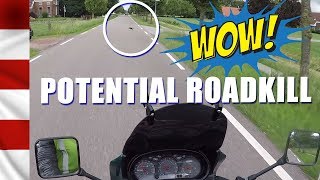 Potential Roadkill | Animals on the road!